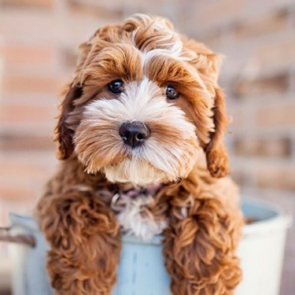 Meet your Posher, Jean